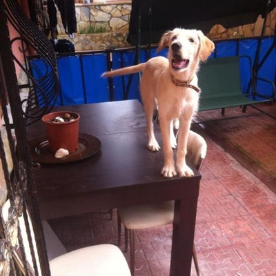 Acil Kalıcı Yuva Golden-Terrier, İstanbul