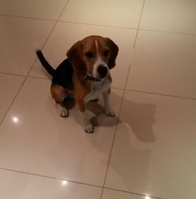 Beagle Prince'E Hayallerindeki Yuvayı Verebilir Misiniz?, İstanbul