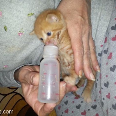 Mısır Koçanı Minik İzmir'De Yuva Arıyor, İzmir
