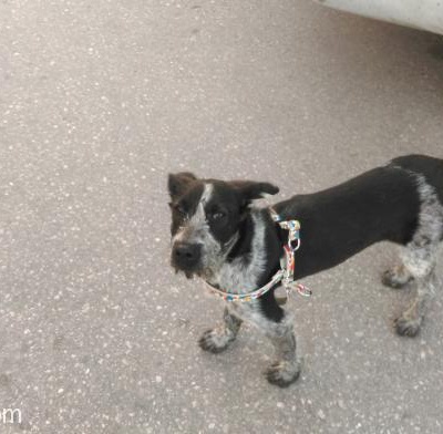 Setter Kırması Terrier, İzmir