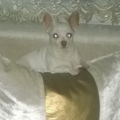 Chihuahua  Cinsi Oğlumu Yuva, Sakarya