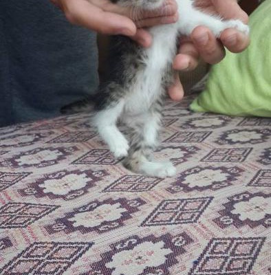 !!!!Acil Süt Anne Kedi Aranıyor Çok Acilll!!!!, Ankara