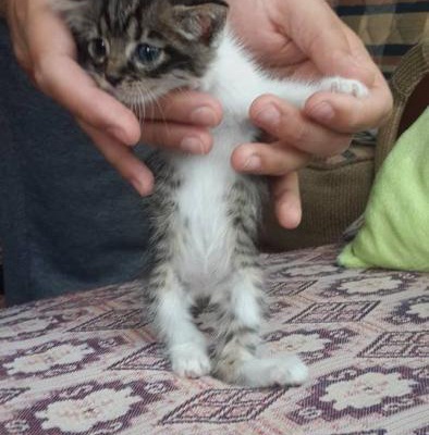 !!!!Acil Süt Anne Kedi Aranıyor Çok Acilll!!!!, Ankara