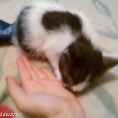Bu Küçük Kediyi Sevip Koruyacak Kimse Yok Mu ?, Sakarya