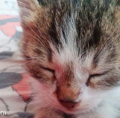 1.5 Aylık Kedi Yavrularımıza Sıcacık Yuvalar Arıyoruz, Ankara
