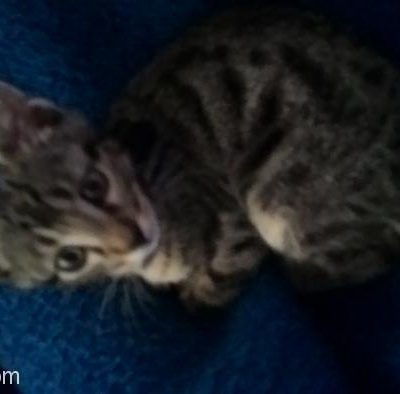 7 Aylık Bengal Cinsi Kedi Yeni Sahiplerini Ariyor, Ankara