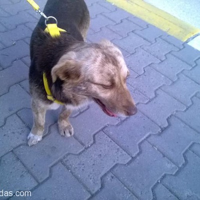 Ümraniye Kaybolan Köpeğim, İstanbul