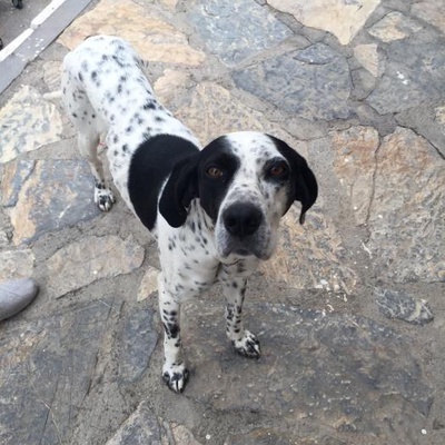 Terkedilmiş, Sevgi Dolu, Onu Sahiplenecek Bir Aileye İhtiyacı Olan Çook Tatlı Bir Köpek, İstanbul
