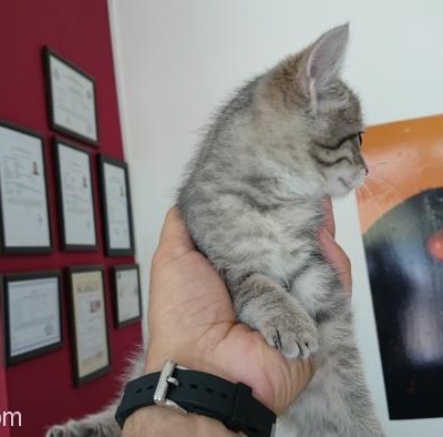 2 Aylık Oyuncu Afacan Tekir Kedim, Ankara