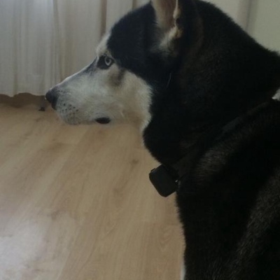 Husky Cinsi Köpeğim Duman'A Yeni Bir Yuva Arıyorum, Bursa