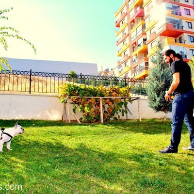 Konuşan Köpek Korsan, Ankara