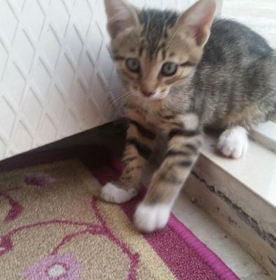 2 Aylık Sahiplenilmeyi Bekleyen Kedi Yavrusu Bursa, Bursa