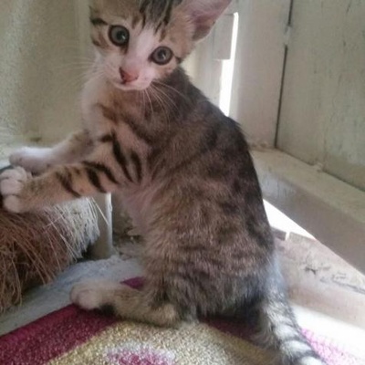 2 Aylık Dişi Yavru Kedi Bursa, Bursa