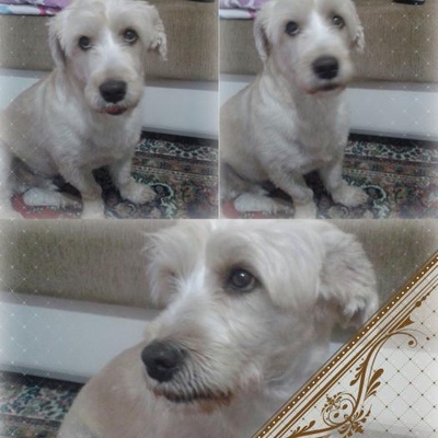 Cips Terrier Yuva Ariyor, Ankara