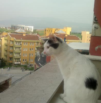 Kedilerime Yuva Arıyorum, Bursa