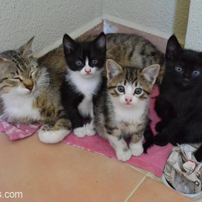 3 Kedi Yavru(1 Erkek 2 Kız ), Antalya