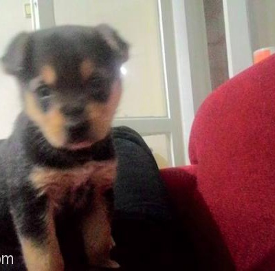 Yavru Alman Köpeği Şila Yeni Sahibini Arıyor, Ankara