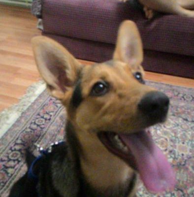 Yavru Alman Köpeği Şila Yeni Sahibini Arıyor, Ankara