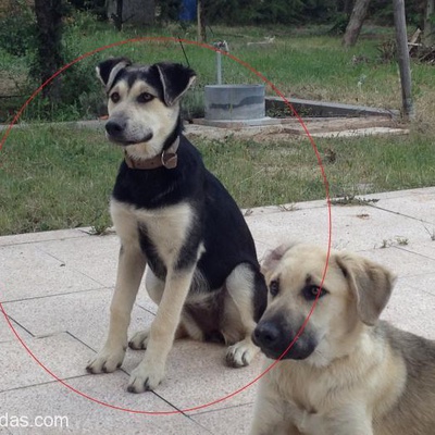 Dişi Kurt Köpeği - Haski Kırması, 4 Aylık, Yeni Yuvasını Arıyor, Ankara