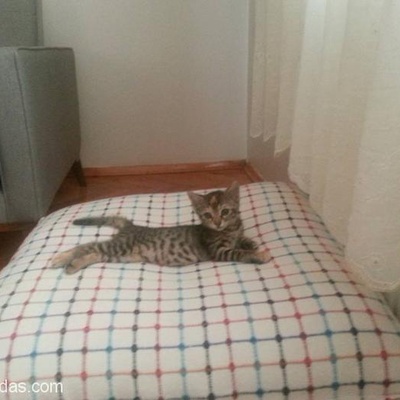 Karşıyaka'Nın Güzel Kedisin Mimoza' Ya Yuva Arıyoruz, İzmir