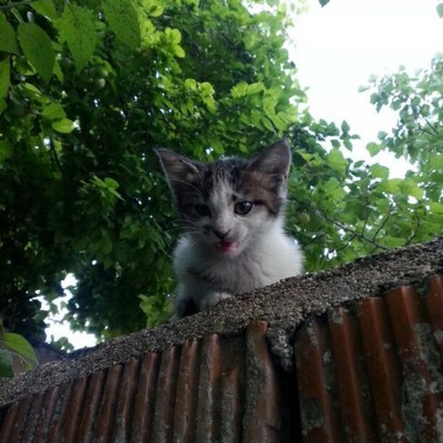 3 Haftalık Kediler Yuva Arıyor!, Konya