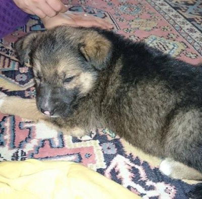 Jack Kırma Bi Köpektir Ve Erkektir Özel Nedenlerden Dolayı Sahiplendirmek İstiyorum, İstanbul
