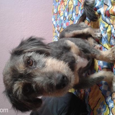 Terrier Oğlan Ömürlük Yuvasını Arıyor, Sakarya