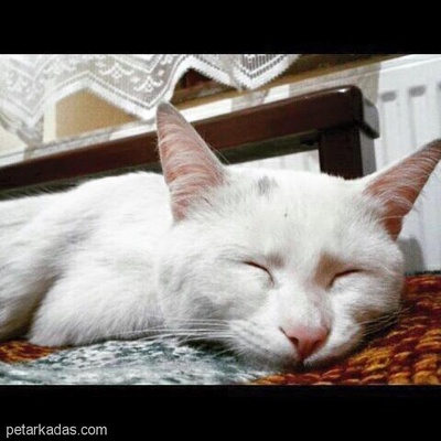 1 Yaşında Beyaz Kedi Ücretsiz Dişi, Konya