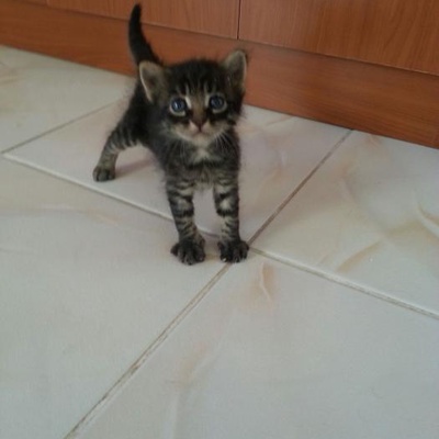 Minik Kedi Yavrusu Ev Arıyor, Antalya