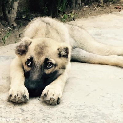 Sevimli, Yavru Köpek Ev Sahiplenilmek İstiyor., Balıkesir