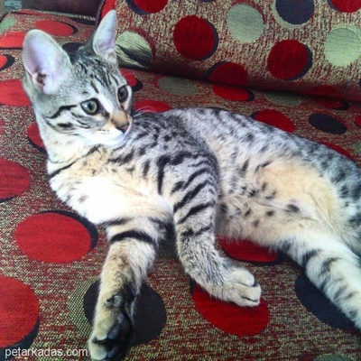 Ücretsiz Kedimi Sahiplendirmek Zorundayım Dişi Tekir, İzmir