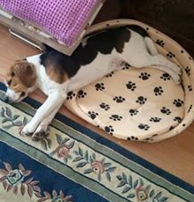 6 Aylık Beagle Cinsi Köpeğimi Sahiplendiriyorum, Ankara
