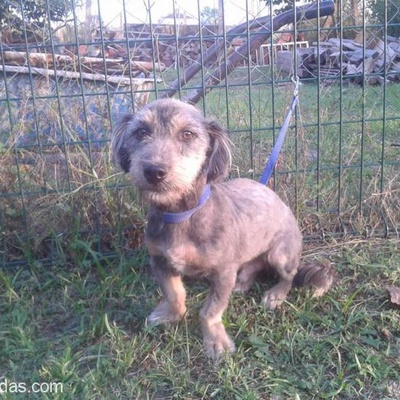 Terrier Oğlan Ömürlük Yuvasını Arıyor, Sakarya
