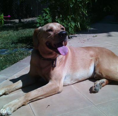 Labrador Kırması Kesinlikle Ücretsiz Sahiplendirilecektir, İzmir