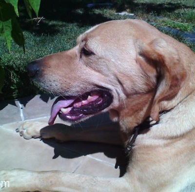 Labrador Kırması Kesinlikle Ücretsiz Sahiplendirilecektir, İzmir