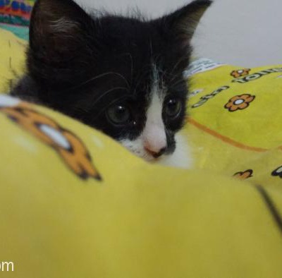 5 Haftalık Minik Yavru Kedi Ömürlük Yuvasını Arıyor / Ankara, Ankara