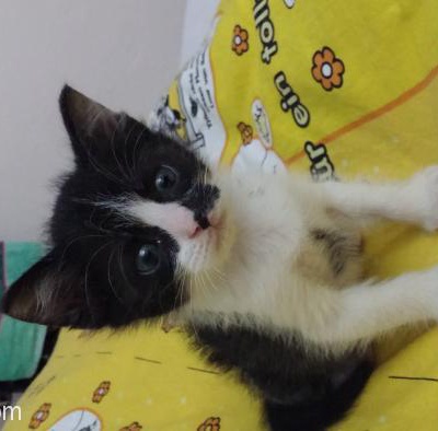 5 Haftalık Minik Yavru Kedi Ömürlük Yuvasını Arıyor / Ankara, Ankara