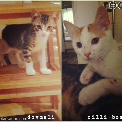 Kedi Arıyorsanız Mutlaka Bu İlana Bakın - Yavru Kediler, İstanbul