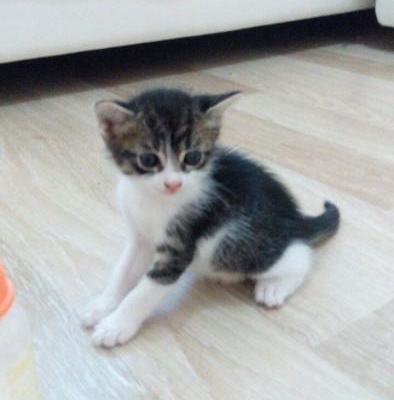 2 Tane Yavru Kedi Sahip Arıyor, İstanbul
