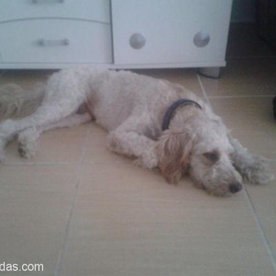 Yakışıklı Terrier Oğlan Yuvasını Arıyor..., İzmir