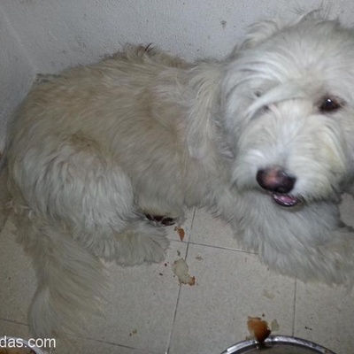 Yarın Akşama Kadar Süresi Var Terrier, Ankara