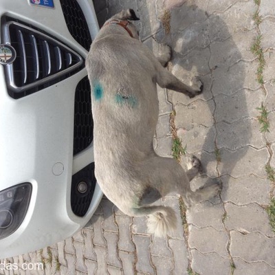Çok Uysal Sokak Köpeği, Kangal Kırması, İstanbul