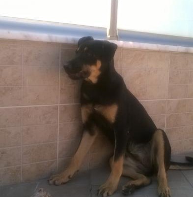 5 Aylık Dişi Rottweiler Ve Alman Kurdu Melezi, Maltepe, İstanbul