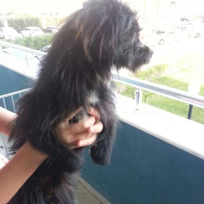 Terrier Yuva Arıyor, Bursa
