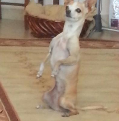 Chihuahuamız 1 Haftadır Kayıp, Ankara