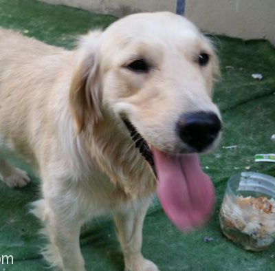 Acil Fıstık Kızımıza Ömürlük Yuva Aranıyor Harıka Eğitimli Bir Köpek Tam Bir Aile Köpeği, Ankara