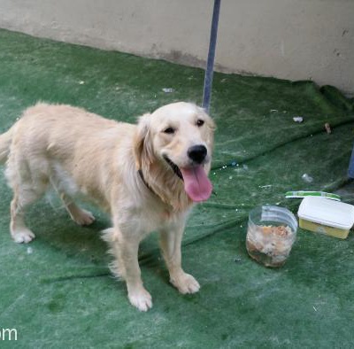 Acil Fıstık Kızımıza Ömürlük Yuva Aranıyor Harıka Eğitimli Bir Köpek Tam Bir Aile Köpeği, Ankara