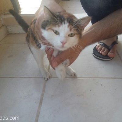 Evcil Kedi Buldum, Konya
