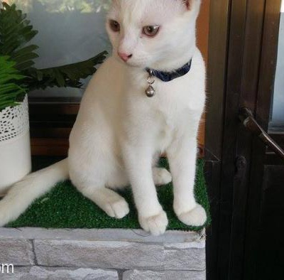 Beyaz Kediler, İzmir
