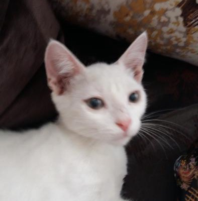 Beyaz Kediler, İzmir